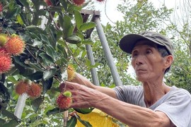 Trồng chôm chôm, cây thấp tè ra trái quá trời, bẻ là bán hết