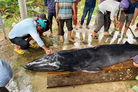 Cận cảnh cá Ông 300 kg cực quý trôi dạt vào bờ biển Trà Vinh