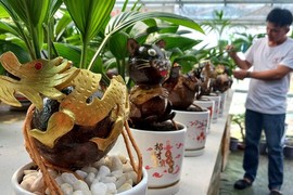 Hóa rồng bonsai chơi Tết Giáp Thìn, chàng trai TPHCM thu bộn tiền