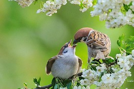 Cổ nhân nói: '3 con chim bay vào nhà, gia đình đón quý nhân'