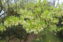 Loài cây trừ tà, dáng thanh tao, mang thịnh vượng cho gia chủ