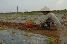 Nông dân Quảng Nam trắng tay sau lũ