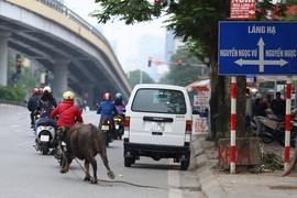 Hy hữu: Trâu điên xổng chuồng, chạy long nhong giữa phố Hà Nội