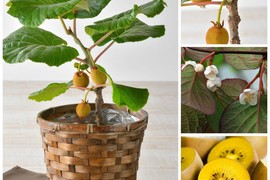 Kiwi bonsai "kịch độc” hút khách mua sắm Tết 2018