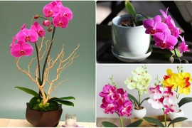 Ngắm hoa lan bonsai mini siêu đẹp trang trí nhà dịp Tết 