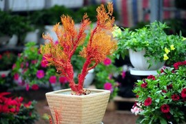 San hô bonsai siêu độc cho Tết thêm rực rỡ sắc màu