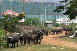 "Hồ sơ" công ty Res 10 "dính" sai phạm tại KDC Bắc Rạch Chiếc