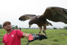 Huấn luyện “chúa tể bầu trời”: Thú chơi đắt đỏ, kỳ công