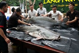 "Thủy quái khủng" hơn 200 kg xuất hiện gây xôn xao Đà Nẵng