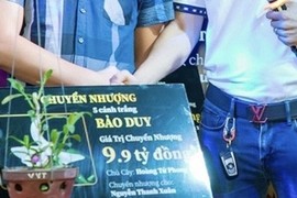 “Hết hồn” với những phiên mua bán, đấu giá lan đột biến bạc tỉ