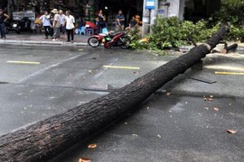 TP Hồ Chí Minh: Mưa lớn khiến cây đổ đè người đi đường, cháy khách sạn