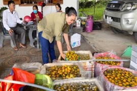 Vựa hồng lớn nhất Nghệ An vào mùa thu hoạch