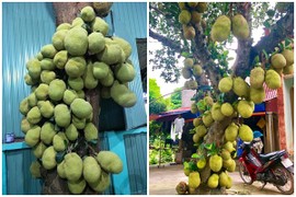 Kinh hoàng cây mít “siêu mắn” trăm quả chen chúc như sung