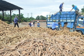 Trung Quốc mua trên 1 triệu tấn sắn của Việt Nam