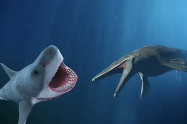 Kẻ thắng trận chiến giữa cá mập Megalodon và thằn lằn