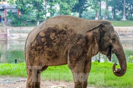 Cận cảnh hai chú voi 'sống khổ' với xiềng xích ở vườn thú Hà Nội