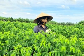 Trồng loại rau này, nông dân tỉnh Hải Dương cứ chục ngày có tiền triệu