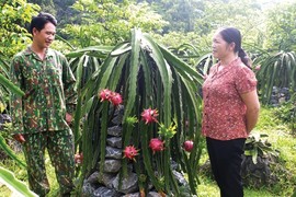 Trồng thanh long trên trụ đá, nông dân Cao Bằng nhanh khấm khá