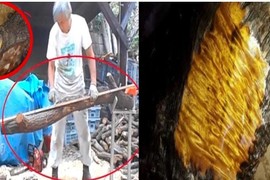 "Cắt lát" khúc gỗ, người đàn ông phát hiện báu vật có trị trăm tỷ