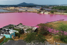 Thủ phạm gây màu tím ngắt trên đầm nước Bà Rịa - Vũng Tàu