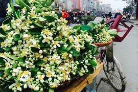 Dân Hà Nội mê thứ hương nồng nàn, hoa bưởi thành hàng đắt đỏ