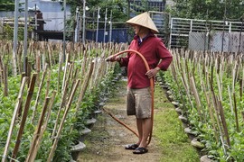 Các làng hoa ở Đà Nẵng rộn ràng vào vụ Tết