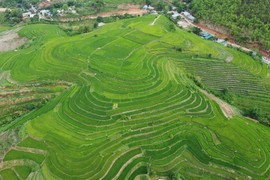 Chiêm ngưỡng những thửa ruộng bậc thang tuyệt đẹp xứ Thanh