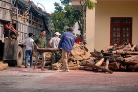 Bắt 30 tấn gỗ có nguy cơ tuyệt chủng