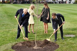 Cây sồi "tình bạn" của Tổng thống Trump và ông Macron đã chết