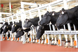 Bà chủ TH True Milk và hộp sữa tặng Tổng thống Israel