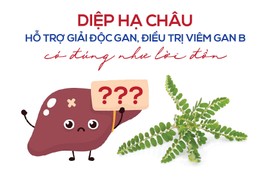 Diệp hạ châu hỗ trợ giải độc gan, điều trị viêm gan B có đúng như lời đồn