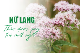 Nữ lang: Thảo dược quý trị mất ngủ