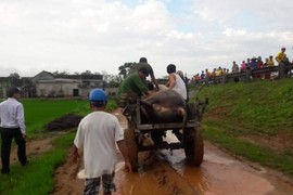 Một phụ nữ bị sét đánh tử vong khi đi chăn trâu