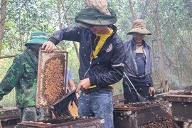 "Đánh bài lật ngửa" thu lãi trăm triệu với nghề nuôi ong di cư