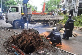 Cây xanh liên tục bật gốc ở Sài Gòn: Lỗi tại "ông Trời"?