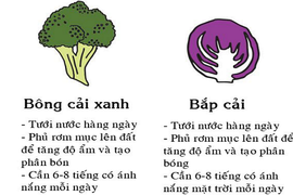 Bí kíp trồng rau hay ho cho người mới bắt đầu