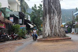 Lạ kỳ: "Cụ" cây dầu 300 tuổi chết rồi mà cứ như đang sống