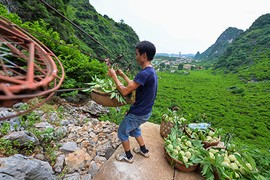 Gian nan nghề trồng na trên núi đá