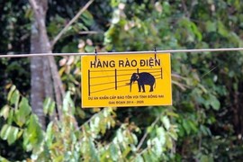 Đồng Nai: Dựng 50 km hàng rào điện ngăn voi dữ