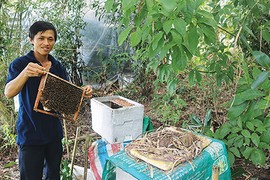 Lạ mà hay: Dụ ong vô thùng xốp-kiểu lấy mật rẻ nhất "quả đất"