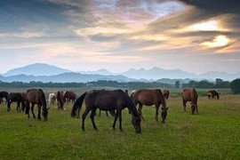 Trại ngựa đẹp như thảo nguyên Mông Cổ ở Thái Nguyên