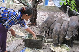 Làm giàu ở nông thôn: Thả heo bản trên cát, cứ nuôi là “phát“