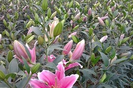 Cách trồng hoa lily thu lãi 1 tỷ đồng/ha