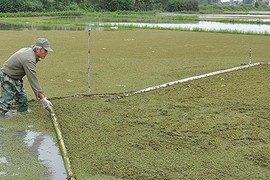 Thả bèo hoa dâu bán làm thuốc, thu nửa tỷ/năm