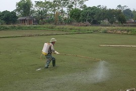 Cây bèo từng bay vào vũ trụ giờ thành dược liệu điều trị ung thư