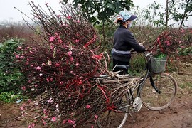 Đào nở sai thời điểm, rớt giá, nông dân Nhật Tân ngồi trên đống lửa