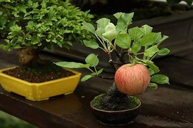 Ngắm chậu bonsai mini siêu đẹp hút khách dùng trang trí nhà dịp Tết