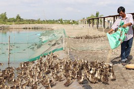 Lãi nửa tỷ đồng mỗi năm từ đàn vịt trời