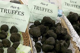 Mùa săn nấm truffle- đặc sản đắt đỏ nhất thế giới dưới lòng đất