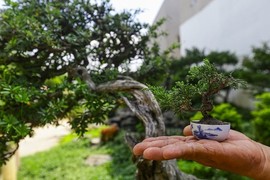 Chiêm ngưỡng bonsai tí hon giá nghìn đô khiến người chơi “phát sốt“